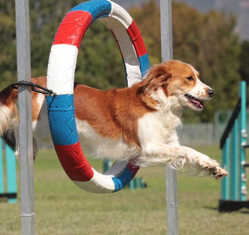 Agility Training