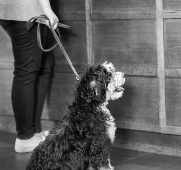 Veterinary Pet Animal Behaviorist Consultation Chicago