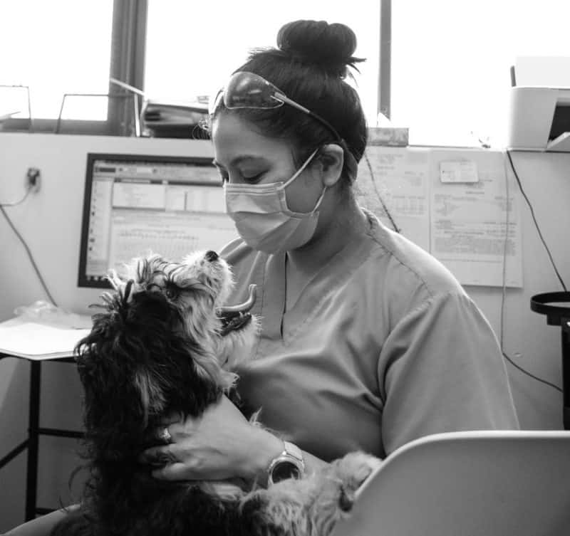 Veterinary Animal Internal Medicine Hospital Chicago