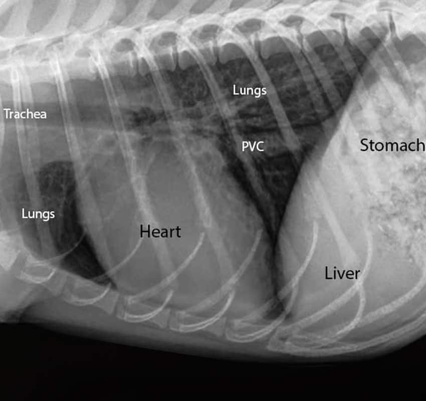 radiology 1