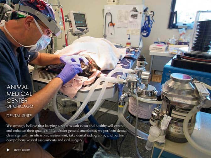 Veterinarian in Chicago Vet Near You Animal Medical Center of Chicago