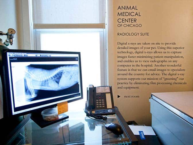 Veterinarian in Chicago Vet Near You Animal Medical Center of Chicago