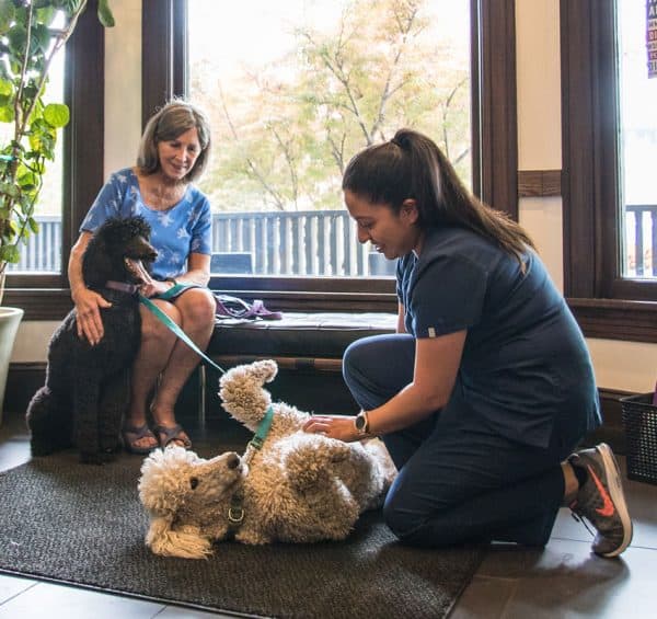 Animal Hospital Chicago Veterinarian Veterinary Pet Clinic