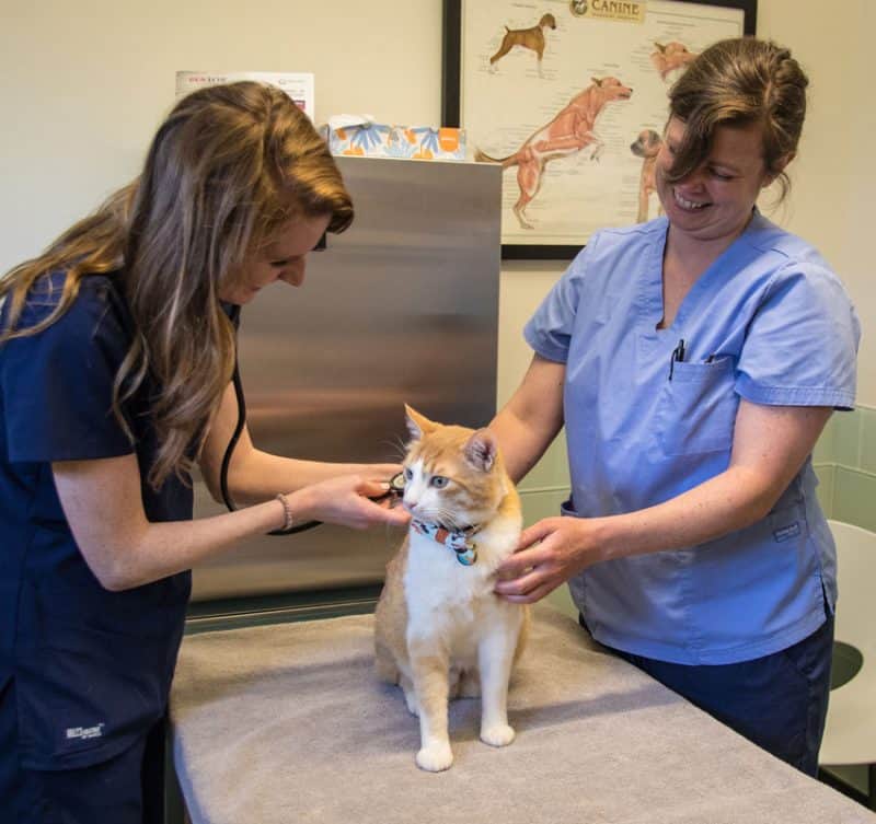 Animal Hospital Chicago Veterinarian Veterinary Pet Clinic