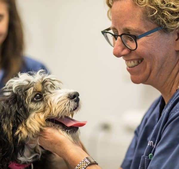 Animal Hospital Chicago Veterinarian Veterinary Pet Clinic