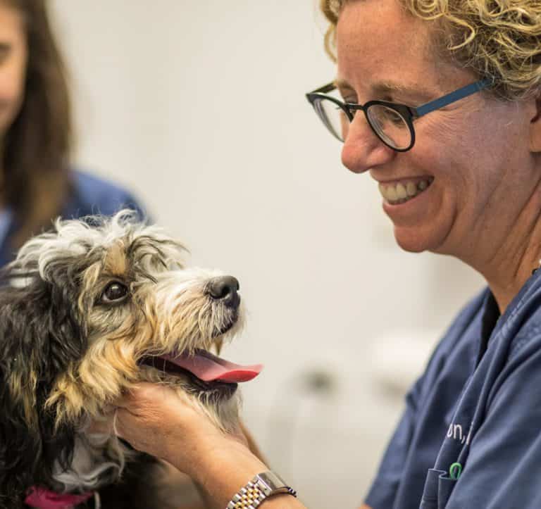 Animal Hospital Chicago Veterinarian Veterinary Pet Clinic