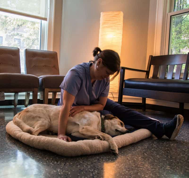 Kind Stress Free Pet Euthanasia Animal Hospital Chicago