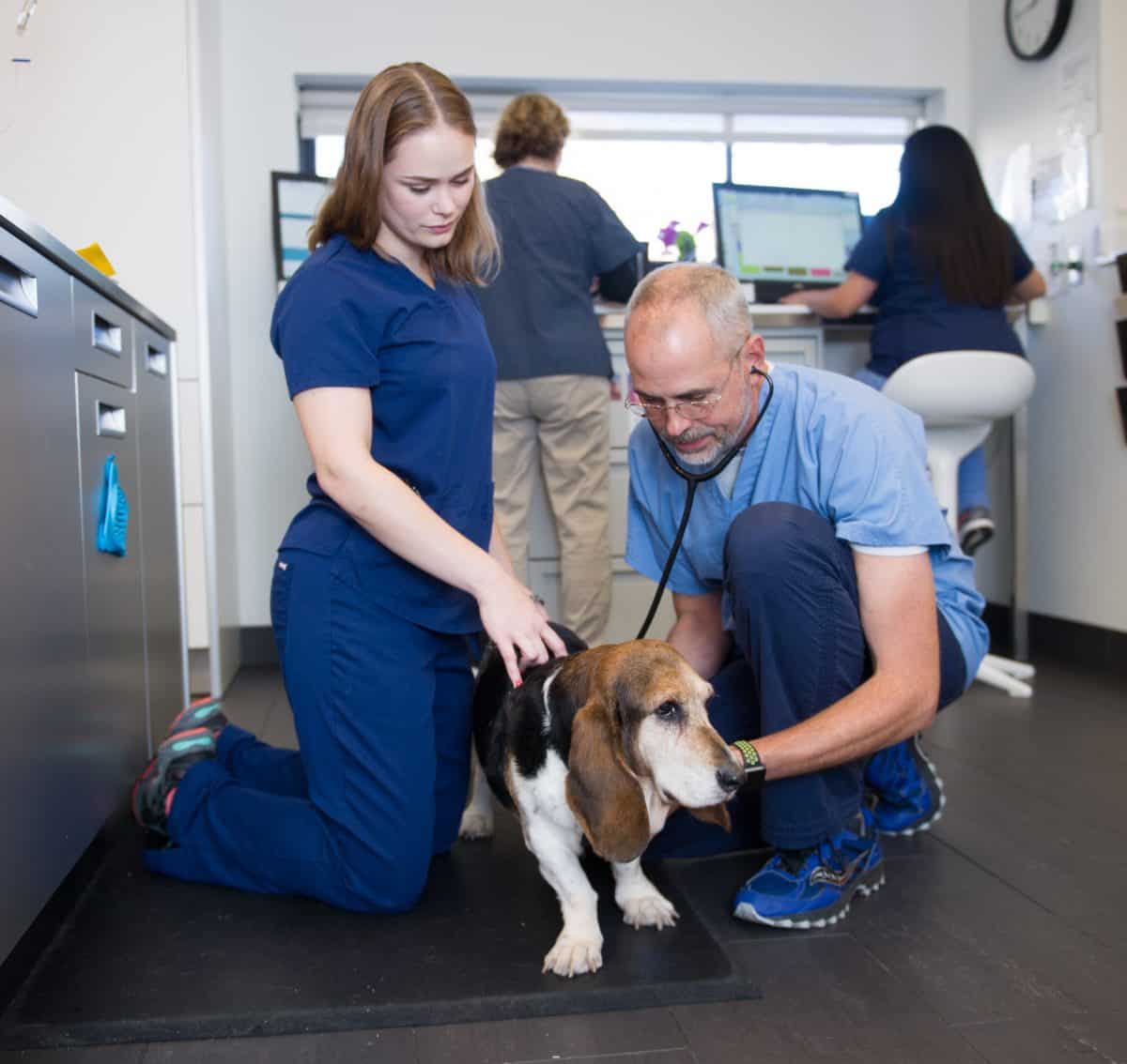 Reviews Chicago Veterinary Clinics Animal Hospitals