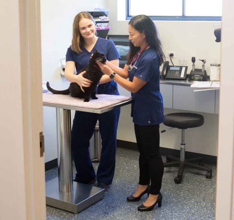 Reviews Chicago Veterinary Clinics Animal Hospitals