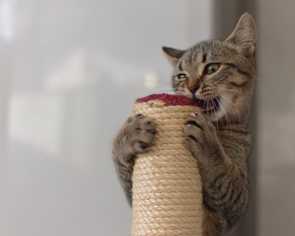 cat scratching pole