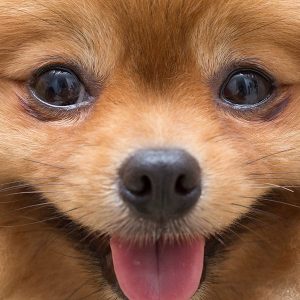 dog dog